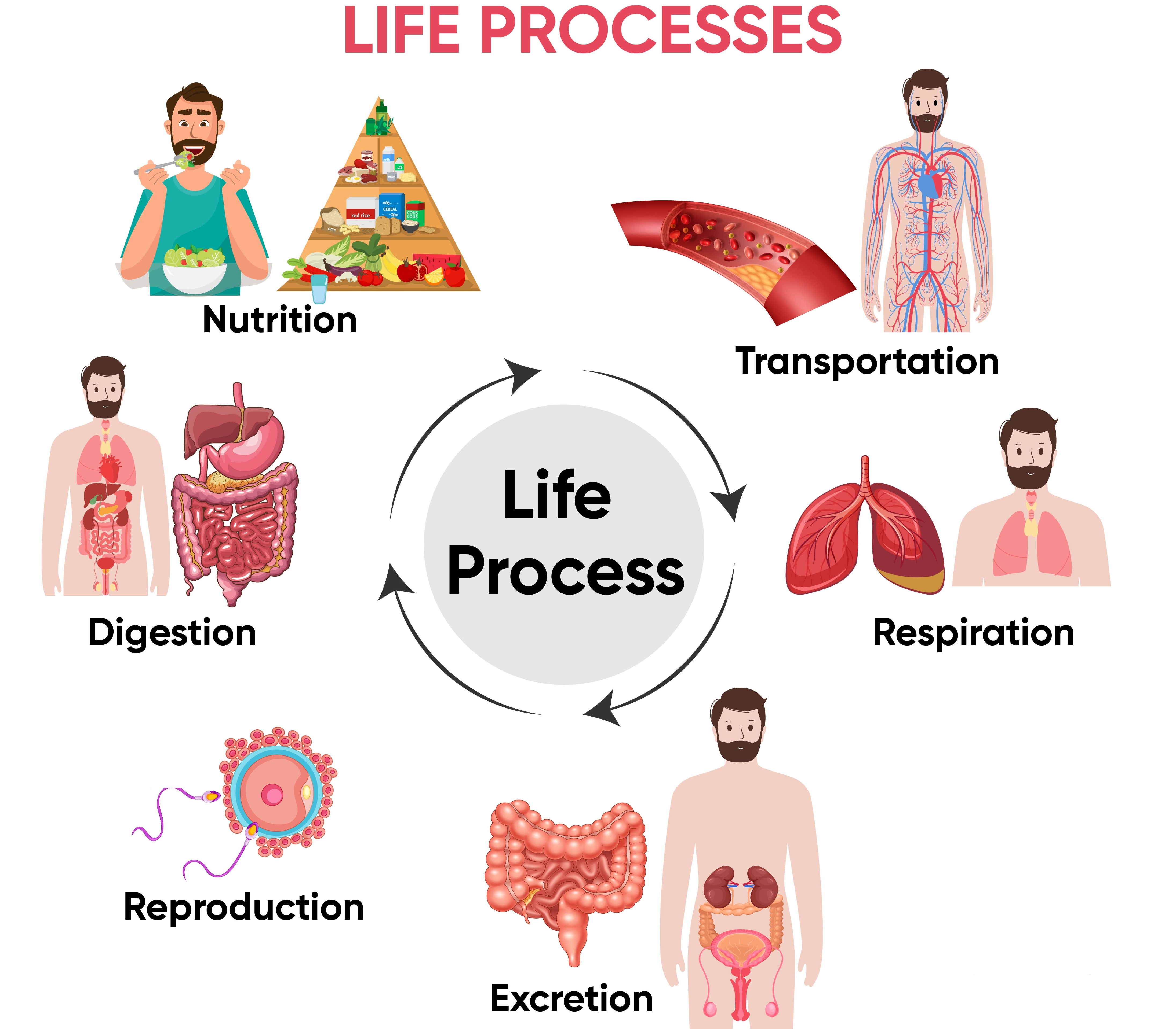 Life Processes